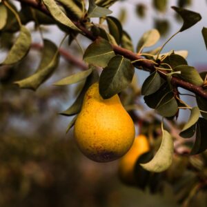 Pêra Rocha Biológica