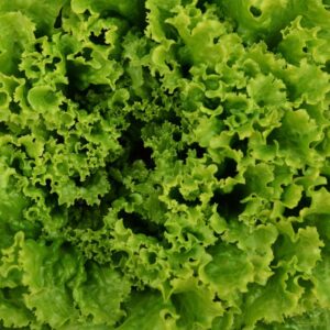 Alface Bio Horta à Porta