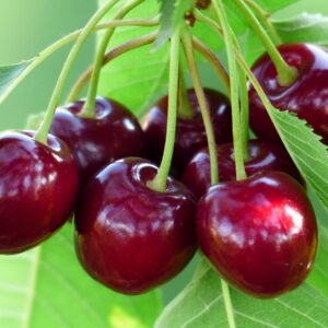 Cerejas Bio